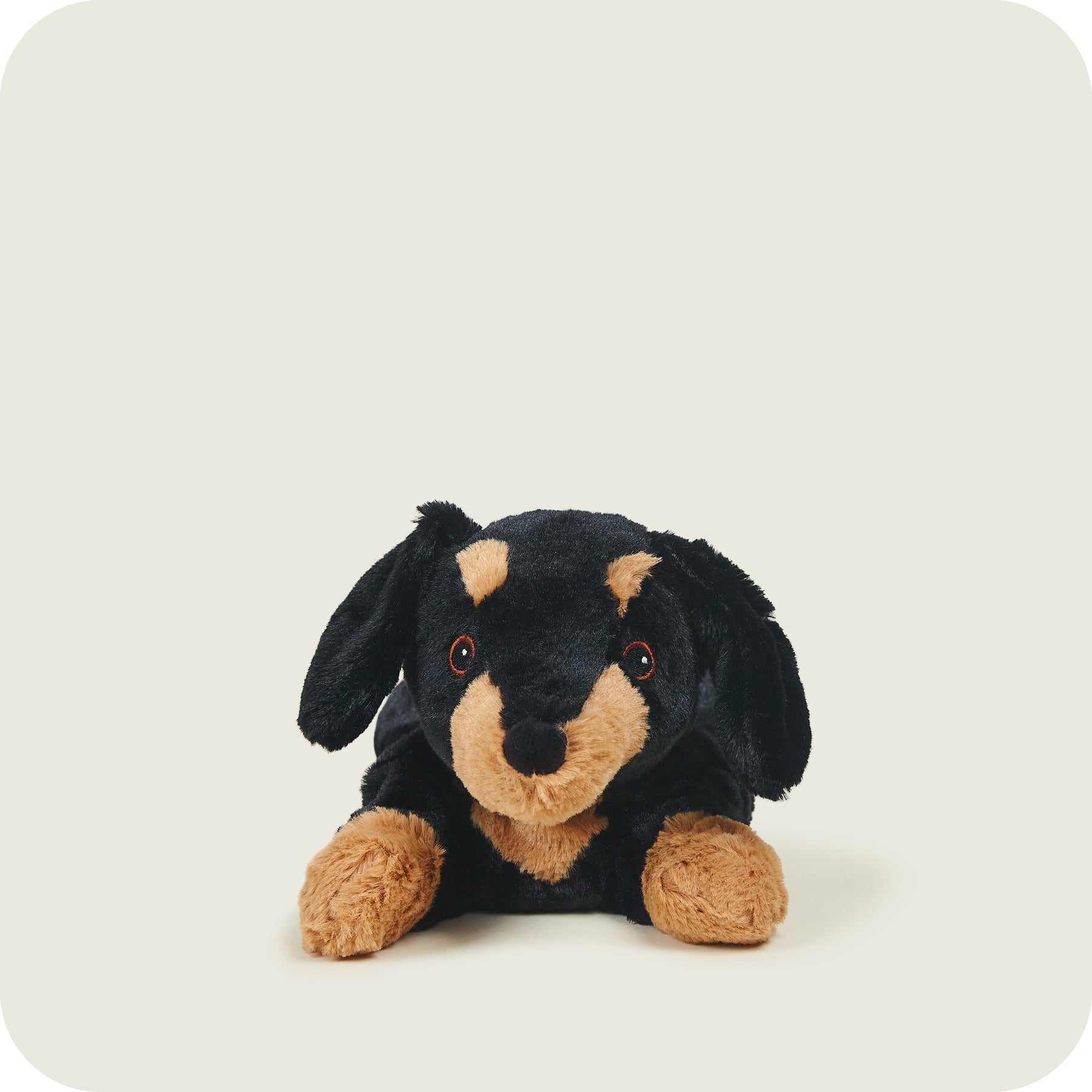 Dachshund