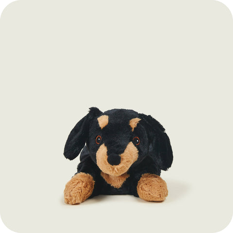 Dachshund