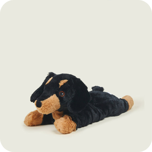 Dachshund