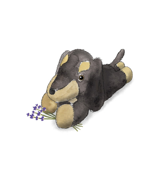 Dachshund