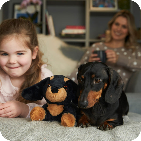 Dachshund