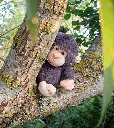 Kokomo Chimpanzee